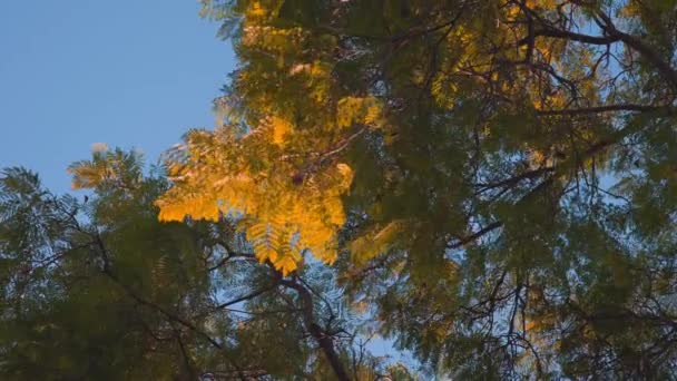 Solstrålarna tar sig igenom blad av tropiskt träd med gula blad. Vacker linsbloss. Varm solig dag. Långsamma rörelser. — Stockvideo