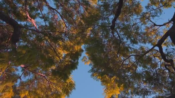 Promienie słońca przedostają się przez liście tropikalnego drzewa z żółtymi liśćmi. Piękny rozbłysk soczewki. Ciepły słoneczny dzień. Zwolniony ruch. — Wideo stockowe