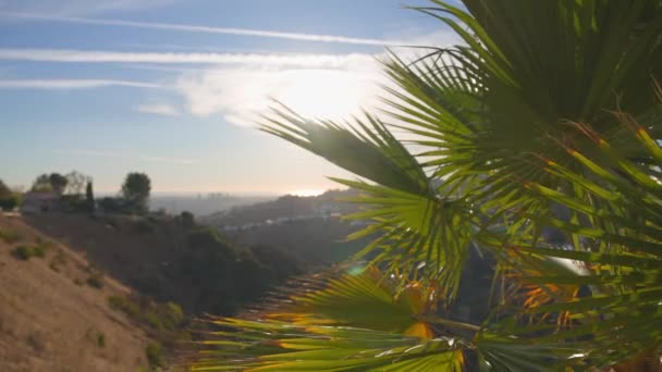 加利福尼亚棕榈树的叶子在风中迎着蓝天摇曳。阳光灿烂的一天。贝弗利山的洛杉矶风景. — 图库视频影像