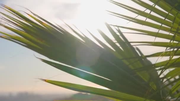 Las hojas de una palmera de California se balancean en el viento contra el cielo azul. Un día soleado brillante. Movimiento lento. — Vídeos de Stock