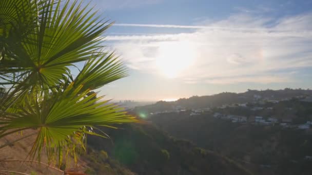 Les feuilles d'un palmier de Californie se balancent dans le vent contre le ciel bleu. Belle journée ensoleillée. Vue de Los Angeles depuis Beverly Hills. — Video