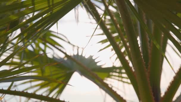 Liście palmy kalifornijskiej kołyszą się na wietrze nad błękitnym niebem. Jasny słoneczny dzień. Zwolniony ruch. — Wideo stockowe