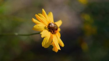 Arı sarı çiçekte polen toplar. Parlak güneşli bir gün. Yavaş çekim.