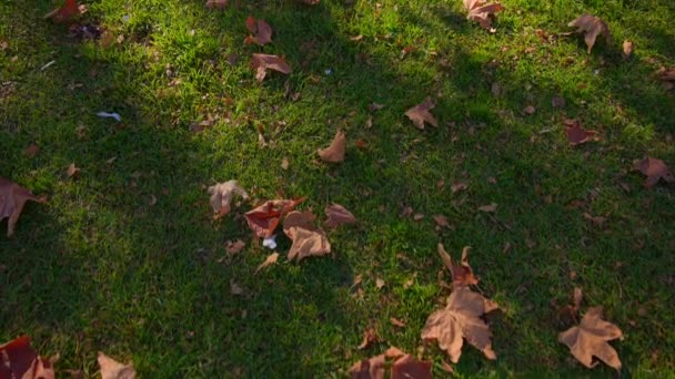 공원의 풀 위에서 카메라가 부드럽게 움직인다. 스테이크 샷. 카메라가 내려갑니다. 가을에 공원의 푸른 풀 위에 있는 노란빛 잎들 — 비디오
