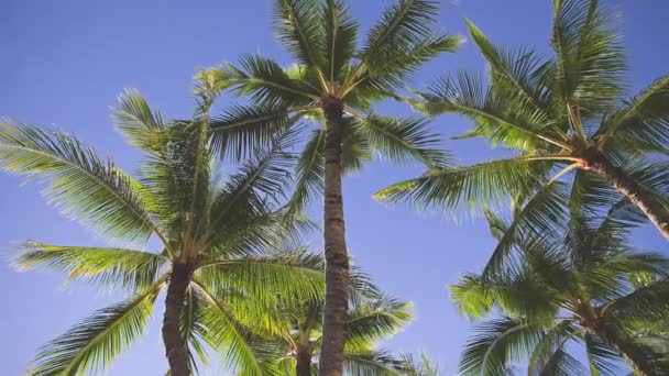 As folhas de um coqueiro balançam no vento contra um céu azul. Dia ensolarado brilhante na praia de Waikiki, Oahu Hawaii. — Vídeo de Stock