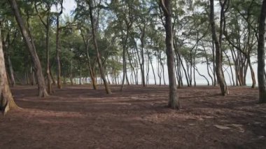 Kamera yağmur ormanlarında ağaçların arasında hareket eder. Tropik ada Oahu 'daki vahşi sahil. Hawaii Adası 'nda sabahın erken saatlerinde. Sabit çekim. DCI 4k.