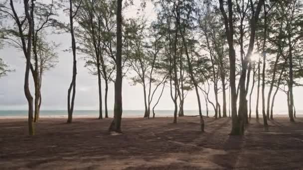 Kameran rör sig i regnskogen genom träd. Vild strand på tropiska ön Oahu. Tidig morgon på Hawaiian Island. Steadicam skjuten. DCI 4k. — Stockvideo