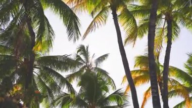 Hindistan cevizi ağacının yaprakları rüzgarda sallanıyor mavi gökyüzüne karşı. Waikiki, Oahu Hawaii sahillerinde güneşli bir gün..