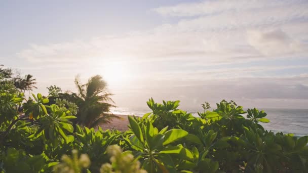 하와이의 오하우 해변에는 열 대의 푸른 꽃들이 있습니다. 동틀 때 바람 이 천천히 불어. 천연적 인 식물학적 해양 해변 분위기. — 비디오
