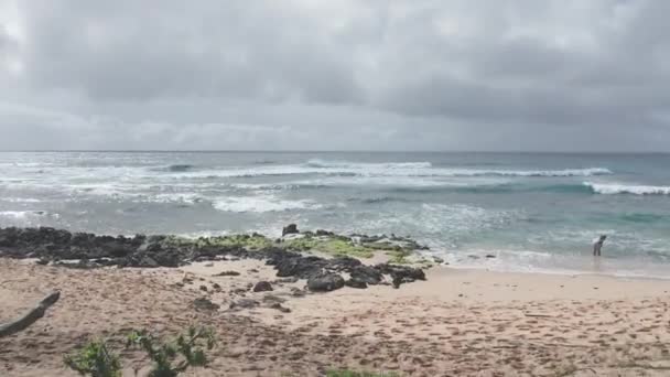 Kamera plajın üzerinde uçuyor. İnsanlar okyanusta yüzer. Oahu Hawaii 'nin tropikal adasındaki Sandy Plajı' nda sarı kum. Pasifik Okyanusu suyunun turkuaz rengi.. — Stok video