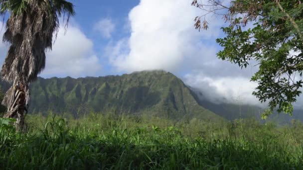 熱帯雨林や岩場の山の眺め。熱帯島オアフハワイ。青空に白い雲と晴れた日をクリア. — ストック動画