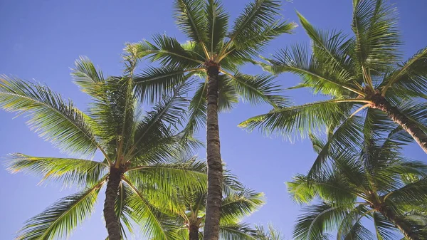 As folhas de um coqueiro balançam no vento contra um céu azul. Dia ensolarado brilhante na praia de Waikiki, Oahu Hawaii. — Fotografia de Stock