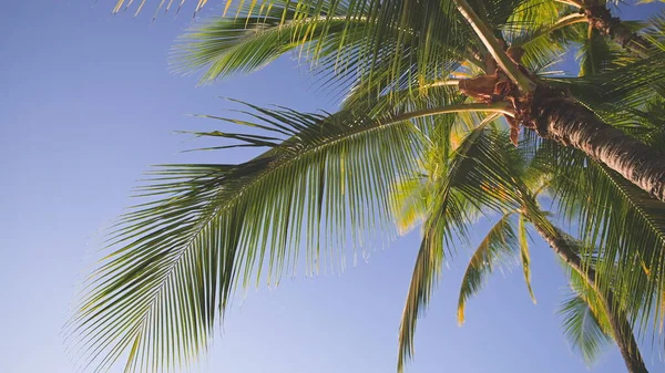 Les feuilles d'un cocotier se balancent dans le vent contre un ciel bleu. Journée ensoleillée sur la plage de Waikiki, Oahu Hawaii. — Photo