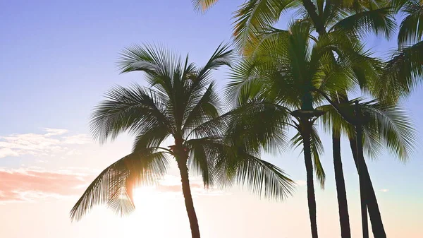 ヤシの木の葉が青い空に向かって風に揺れる。ワイキキのビーチで明るい晴れた日、オアフ島ハワイ. — ストック写真