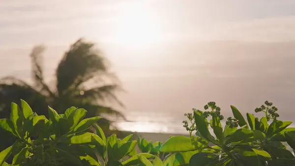 オアフ島ハワイのビーチで熱帯緑の花。日の出時の風の動きが遅い。天然植物の海のビーチの雰囲気. — ストック写真