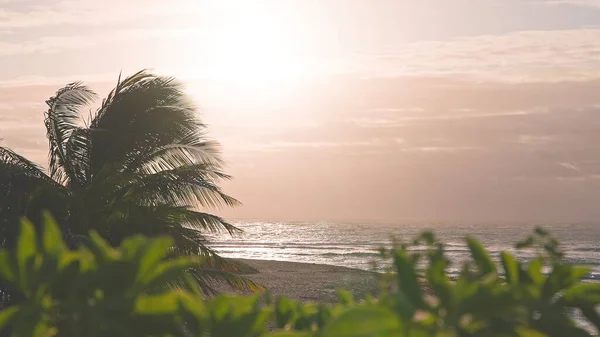 オアフ島ハワイのビーチで熱帯緑の花。日の出時の風の動きが遅い。天然植物の海のビーチの雰囲気. — ストック写真