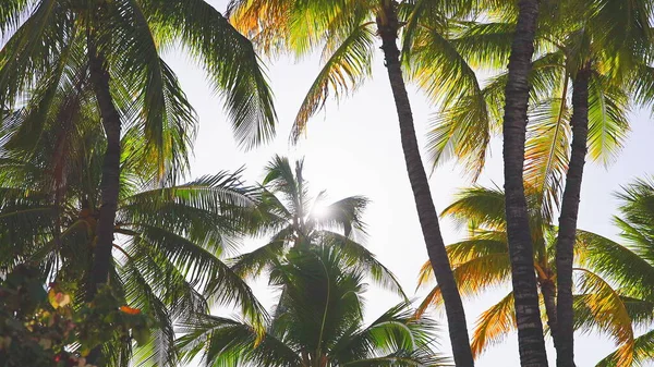 ヤシの木の葉が青い空に向かって風に揺れる。ワイキキのビーチで明るい晴れた日、オアフ島ハワイ. — ストック写真