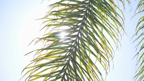 Die Blätter einer kalifornischen Palme wiegen sich im Wind gegen den blauen Himmel. Strahlend sonniger Tag. Zeitlupe. — Stockfoto