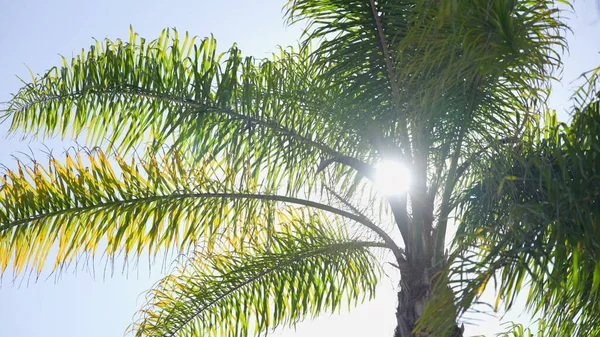 Las hojas de una palmera de California se balancean en el viento contra el cielo azul. Un día soleado brillante. Movimiento lento. — Foto de Stock