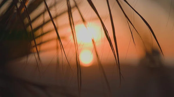 カリフォルニアのヤシの木の葉は、日没を背景に風に揺れる。黄色の太陽が沈む。スローモーション. — ストック写真