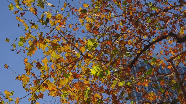 Bela árvore com folhas amarelas no fundo de um arranha-céu. Outono no centro de negócios. A câmara olha para cima. Céu azul no fundo. — Fotografia de Stock