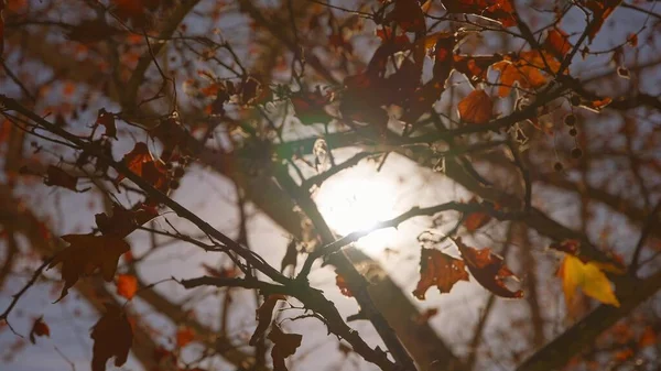 Os raios de sóis fazem o seu caminho através de folhas de árvore tropical com folhas vermelhas. Brilho de lente bonito. Um dia quente de sol. Movimento lento. — Fotografia de Stock