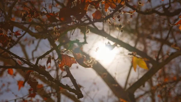 The suns rays make their way through leaves of tropical tree with red leaves. Beautiful lens flare. Warm sunny day. Slow motion. — Stock Photo, Image