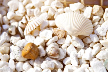 Deniz kabukları taşları çerçeve