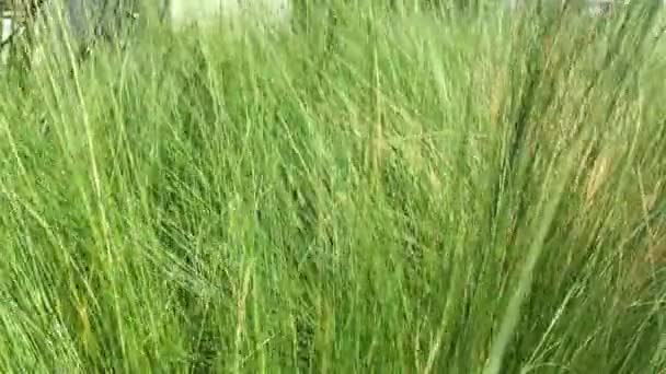 Groen gras zwaaiend in de wind — Stockvideo