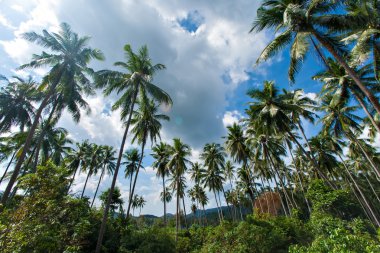 Hindistan cevizi avuç içi mavi gökyüzünün altında şubeleri