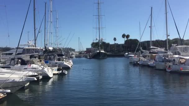 Yacht bassäng med båtar förtöjda, sjölejon simning — Stockvideo