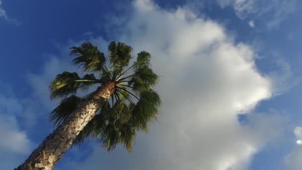 Palmera soleada en suave brisa tropical . — Vídeos de Stock