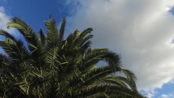 Palmera soleada en suave brisa tropical . — Vídeos de Stock