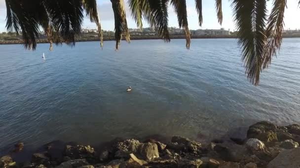 Pelican nuoto a marina del rey — Video Stock