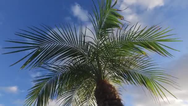 Palmera soleada en suave brisa tropical . — Vídeo de stock