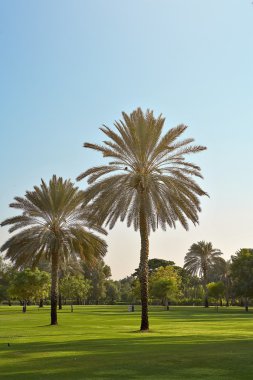 iki Park Dubai palmiyeler