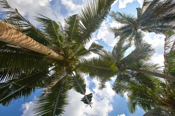 Ramas de cocoteros bajo el cielo azul — Foto de Stock