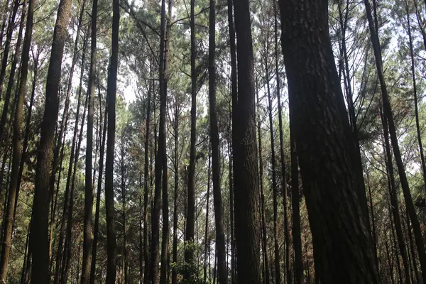 Hutan Pinus — Stok Foto