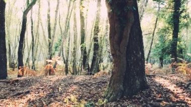 Kız ormanda dürbünlü