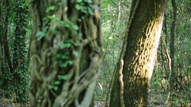 숲 속을 걷는 소녀 — 비디오