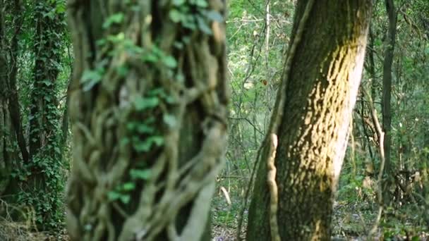 Chica caminando en el bosque — Vídeo de stock