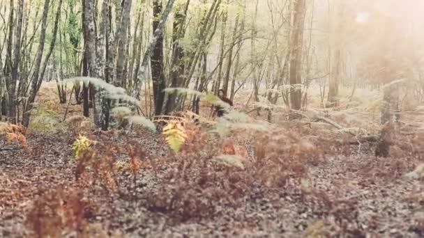 Chica corriendo en el bosque — Vídeos de Stock