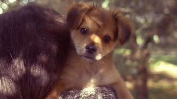 Niña sosteniendo cachorro — Vídeo de stock