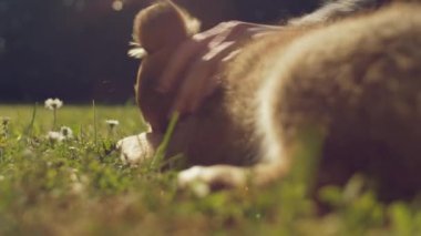 Köpeği ile oynayan kız