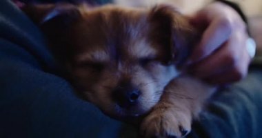 Köpek sahibi üzerinde uyuyor