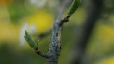 ağaç üzerinde yürüyen karıncalar