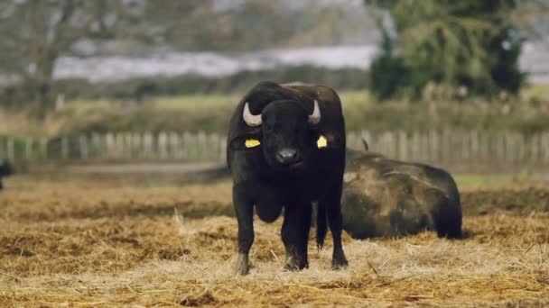 Chov buvolů ve farmě — Stock video