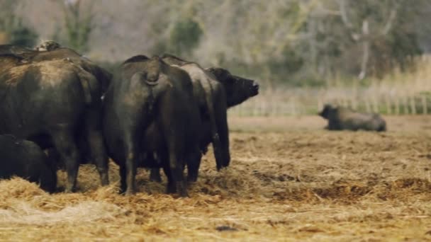 Criação de búfalos na exploração agrícola — Vídeo de Stock