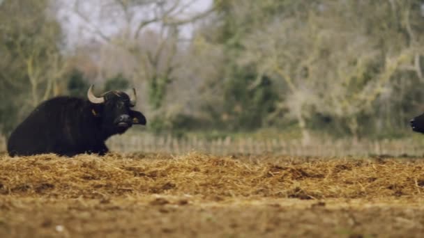Allevamento di bufali in azienda — Video Stock
