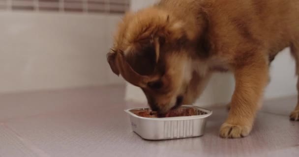 Puppy eten in keuken — Stockvideo